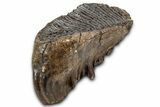 Fossil Elderly Woolly Mammoth Upper M Molar - Poland #337199-6